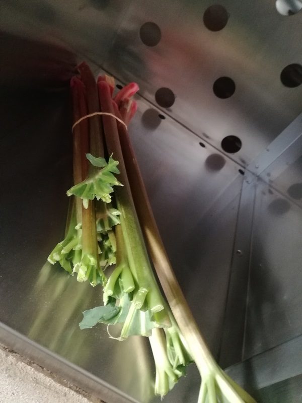 rhubarbe