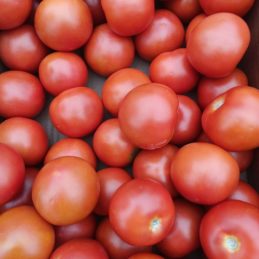 Tomates (portugal)